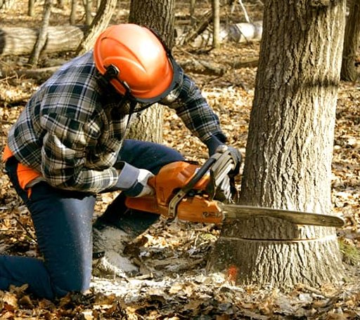 Tree Removal in Burlingame, CA